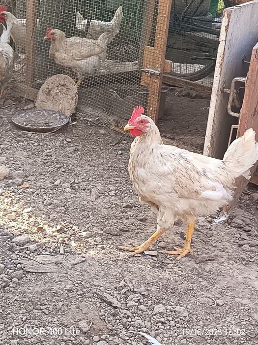 Хуроз ва товуклар сотилади