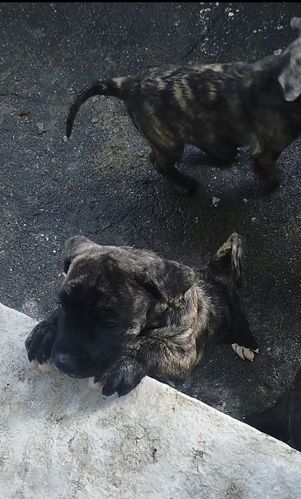 Бриса Канарио presa Canario