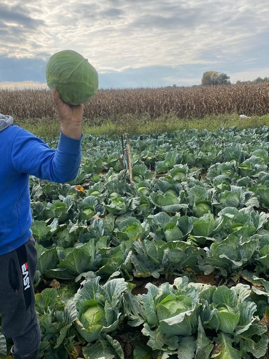 Vând varză plată și rotundă