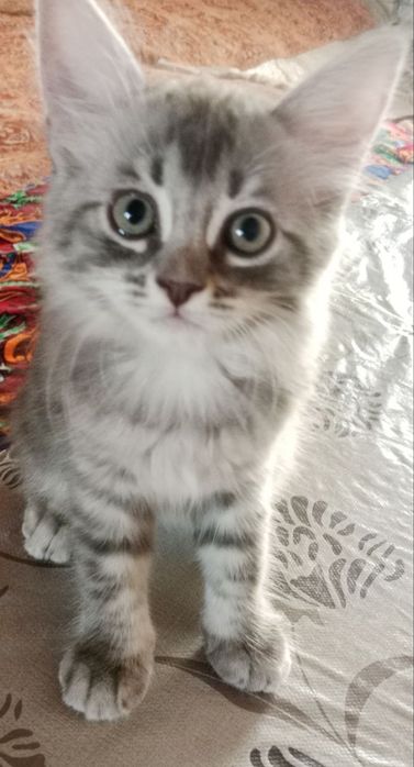 Мушукча Шиншилла