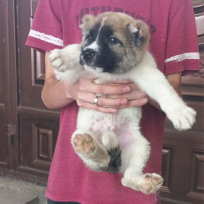 Алабай боласи сотилади