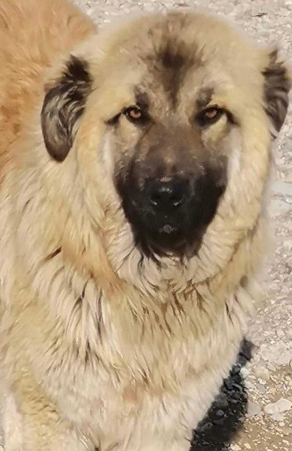 Adopție caine metis ciobanesc adult