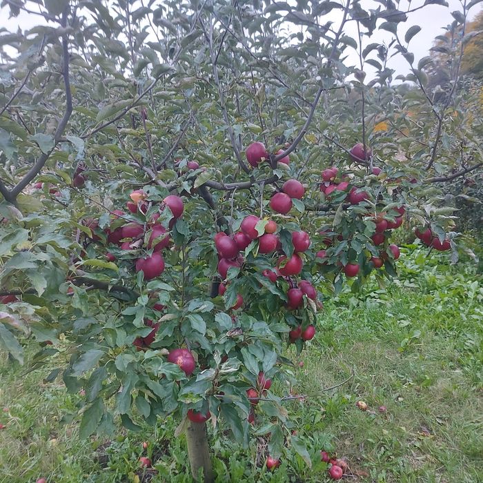 Vând mere din propria livadă, 3,5 lei/kg.