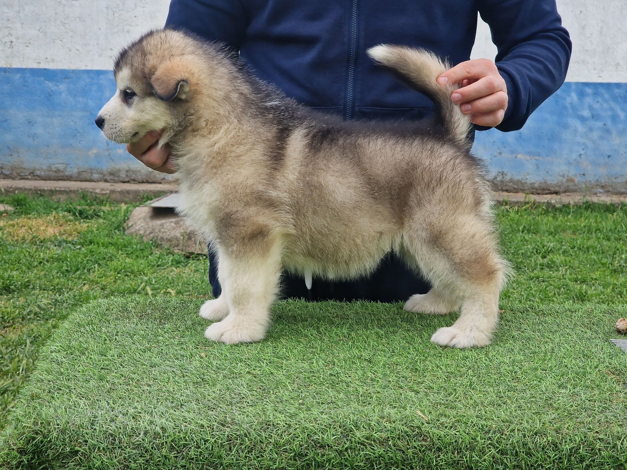 Alaskan Malamute Mascul - Calitate de Top, Linii de Campioni Mondiali