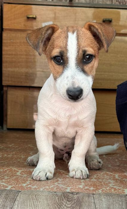 Продается щенок Джек Рассел терьера 3месяца