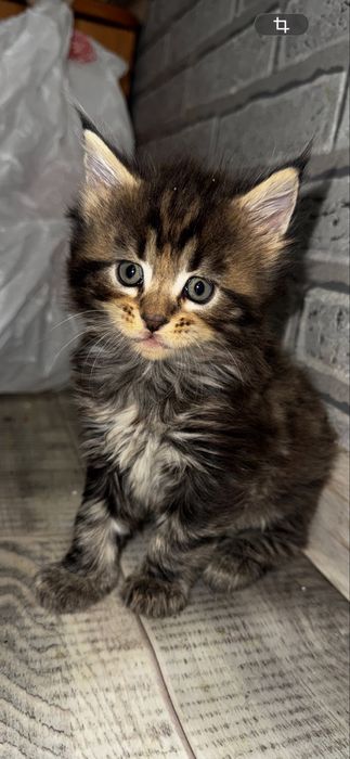 Бронь котенка мейн кун