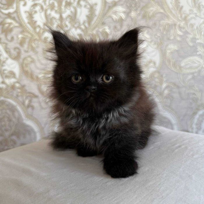 Munchkin (Манчкин) тоза зотли, калта оёқли мушукча сотилади