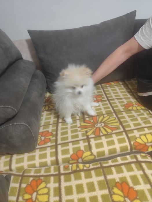 Померан-Мини Шпиц