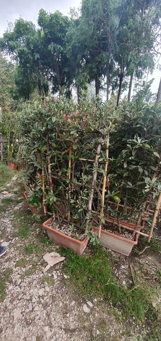 totul pentru gradina dvs