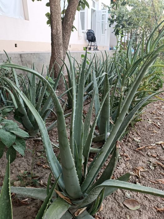 Aloe vera - Алоэ вера
