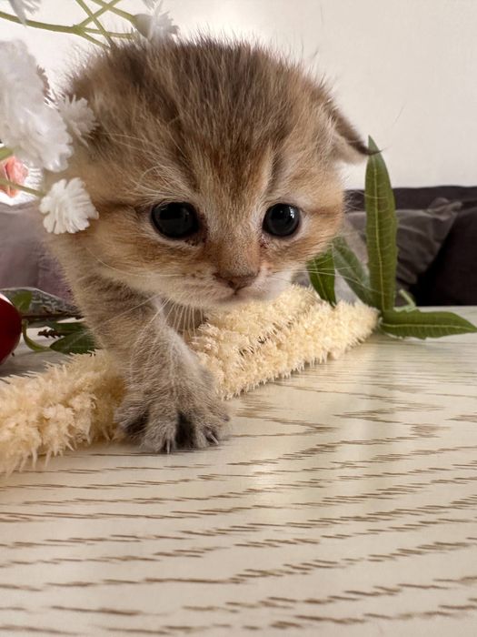 Залотая шиншила 25 акрас