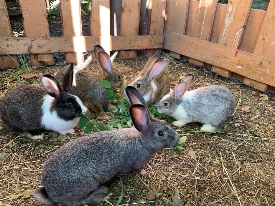 Iepuri Hycol francez