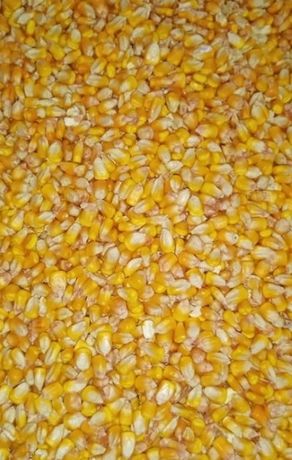 Продам ячмень кукуруза пшеница овёс зерно Отправляю по всему казахстан