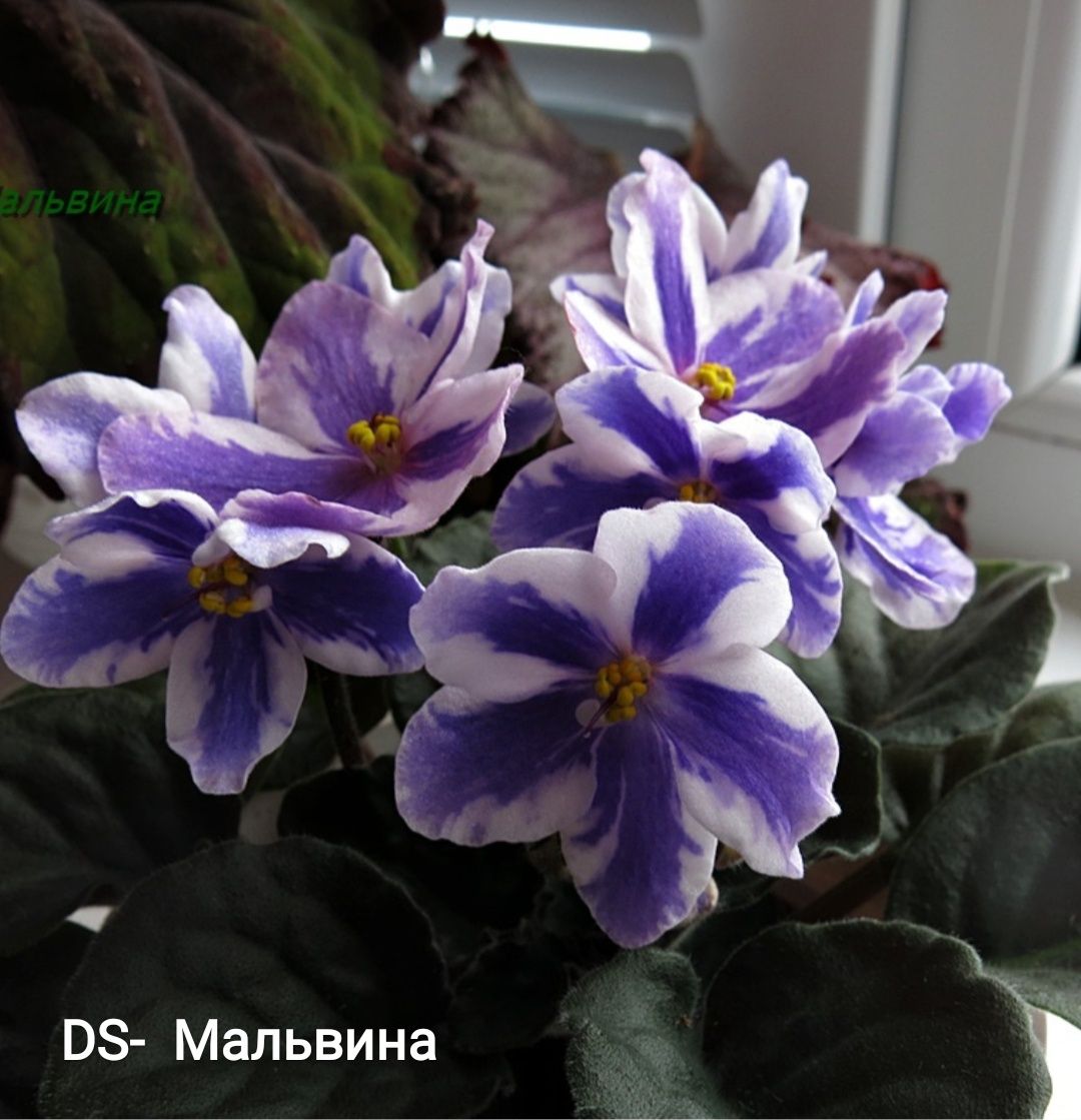 Фиалки распродажа
