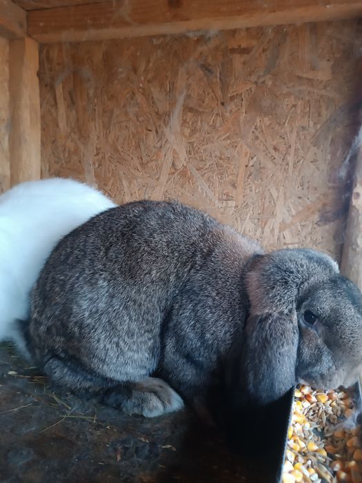 Berbec german și rex pitic