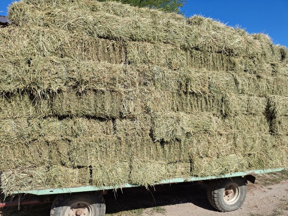 Vând baloti de lucerna