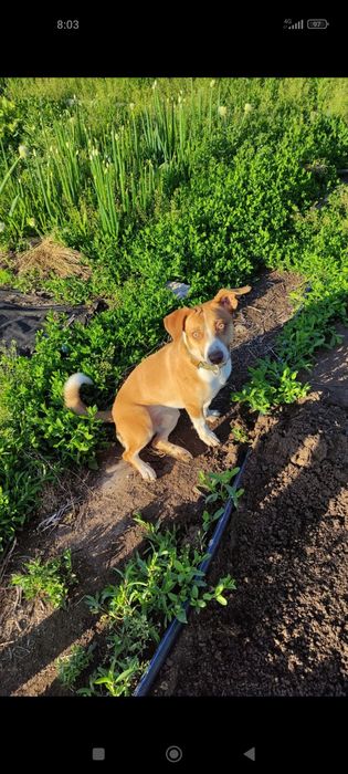 Собака красивая в добрые руки