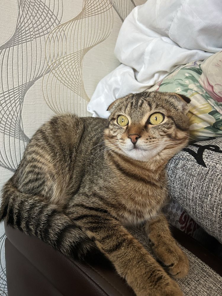 отдаем кота бесплатно