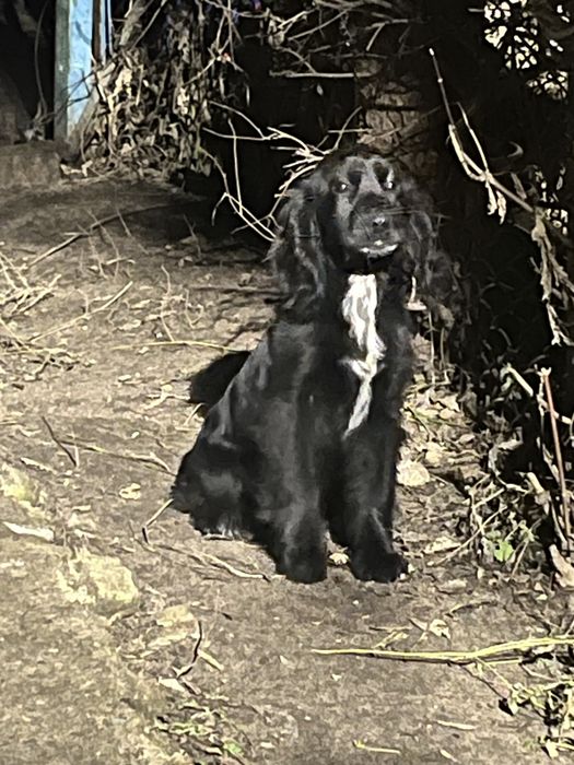 Отдам в добрые руки