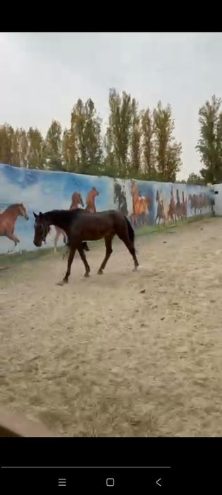 Ot sotiladi biya yoshi 8da boyi 175 sm atrofi qisir qogan ozgin qarovs