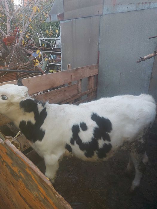 Женско теле на 5 Месеца