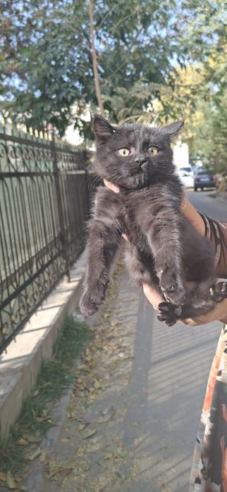 Котенок в добрые ручки