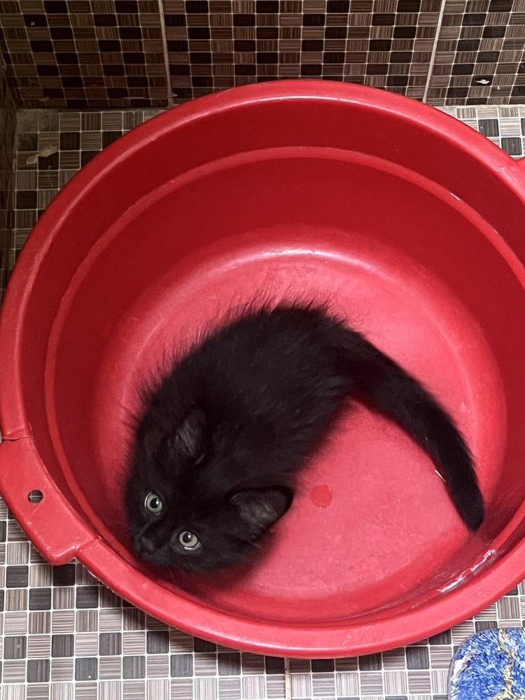Отдам котёнка в хорошие руки бесплатно