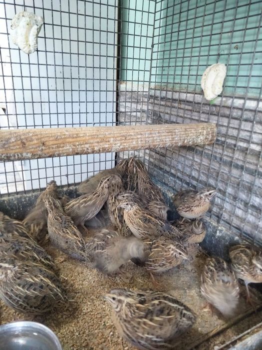 Сайроги Жужа Бедона