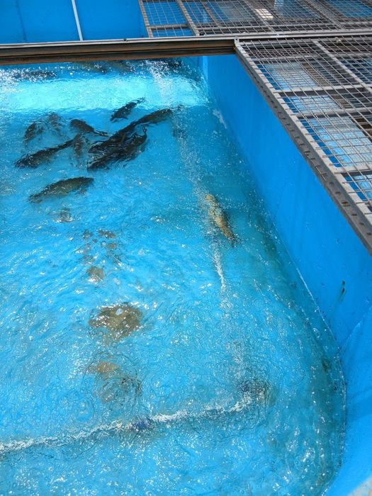 Sazan baliq xorazimm yoğsiz