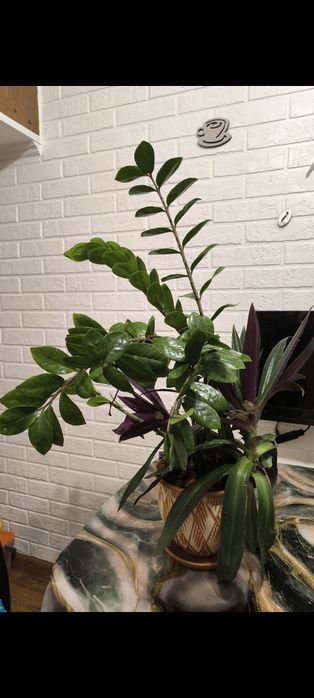 Комнатные цветы   .