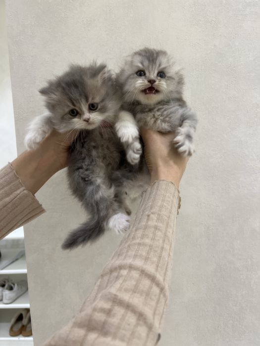 Mushuk bolasi haylnd