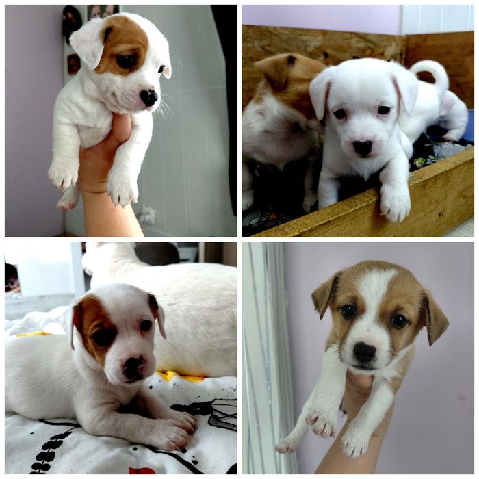 Продавам Джак ръсел териер