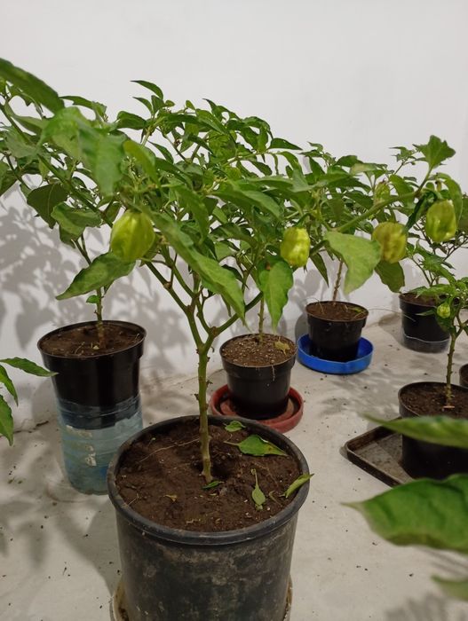 Vând copaci de Habanero cu rod, ardei foarte iutee iute,