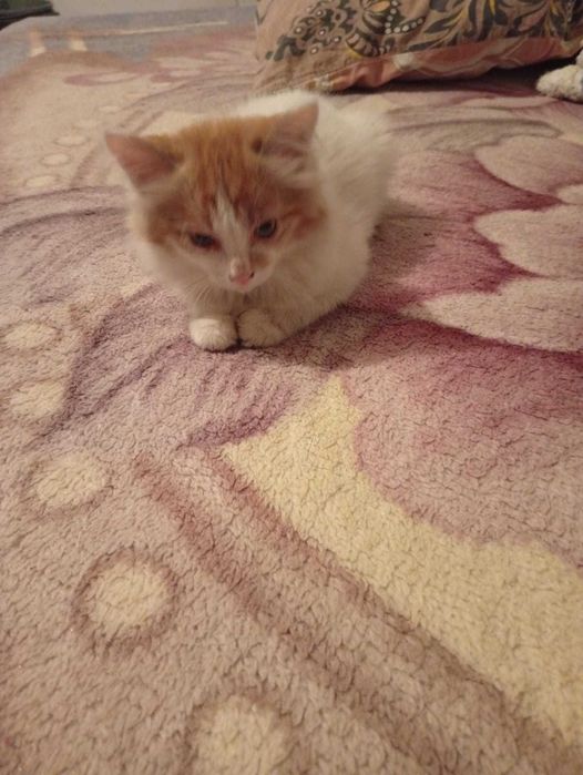 отдам котят в хорошие руки