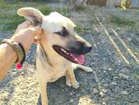 Cățelușă în adopție