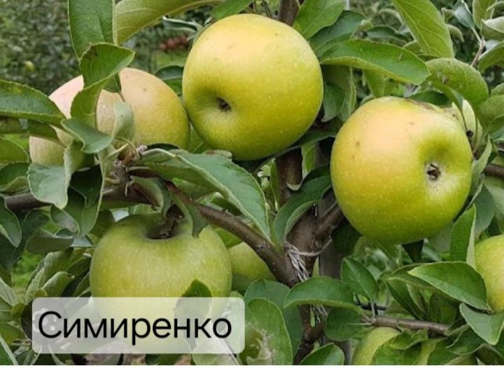 Продам саженцы Вишни Войлочной