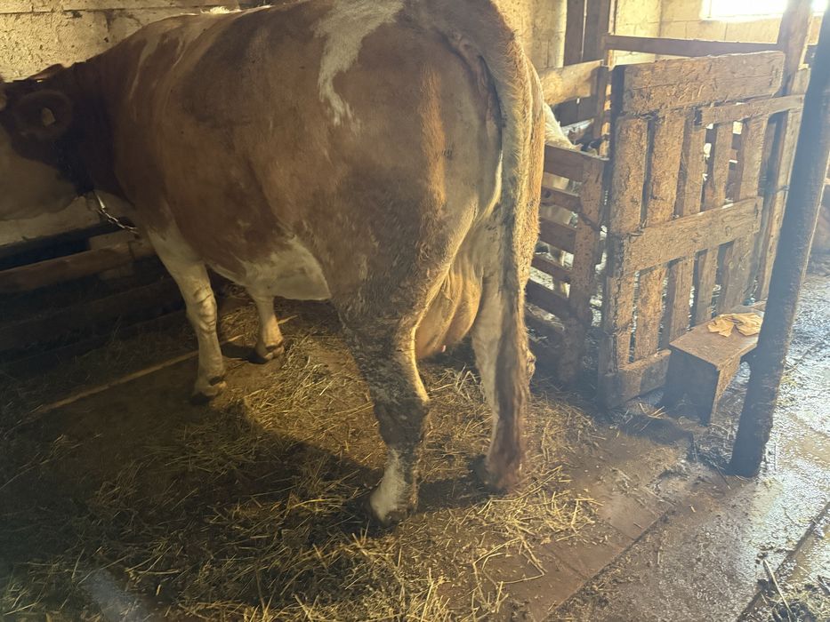 Vand vaca baltata cu vitel albastru