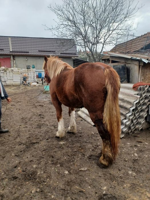 Manză de vanzare.