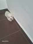 vand bichon Maltez