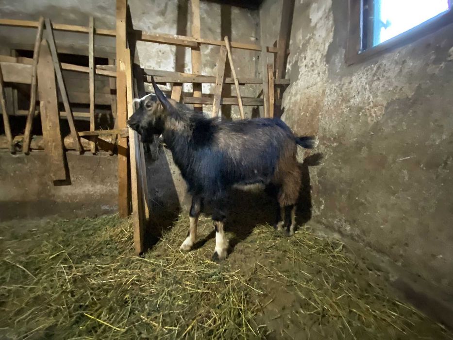 Vand/Schimb cu Iada sau Capra Ied de 7 luni