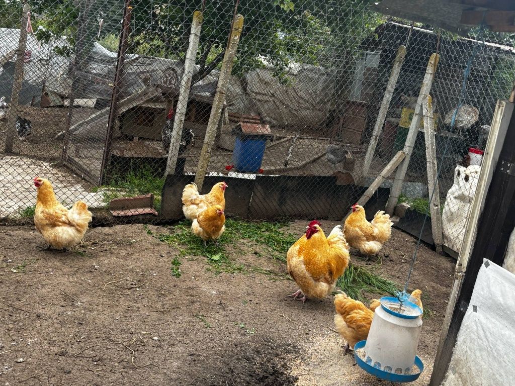Кочовати зайци и породисти кокошки