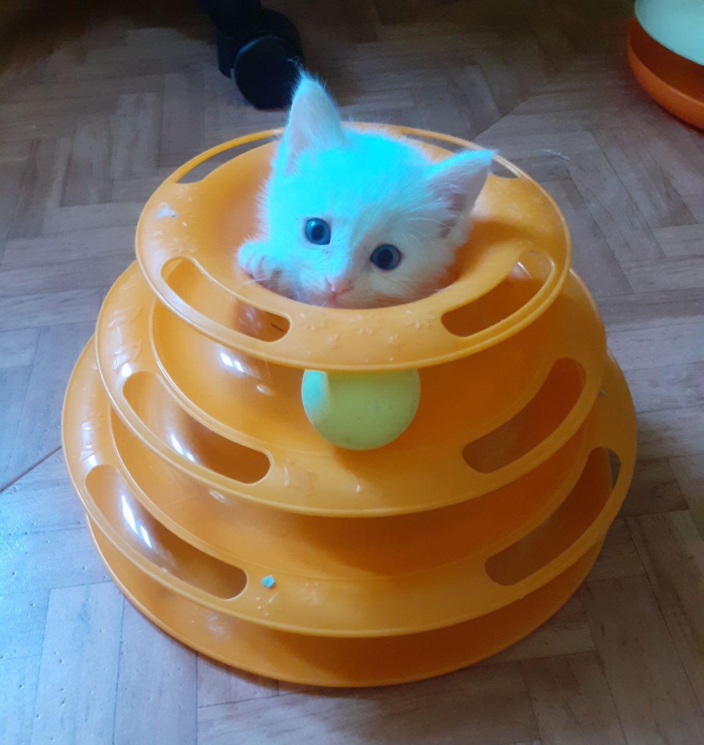 Котёнок мальчик 1,5 месяца
