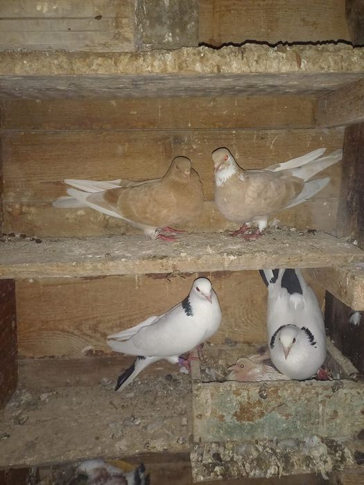 Продам лётных голубей