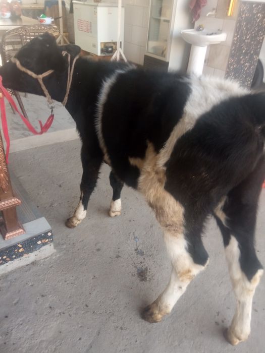 Gunajin sotiladi 10 ml