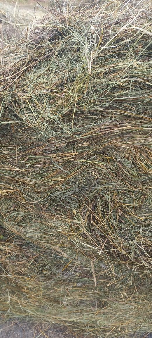Продам  сена все вопросы по телефону.