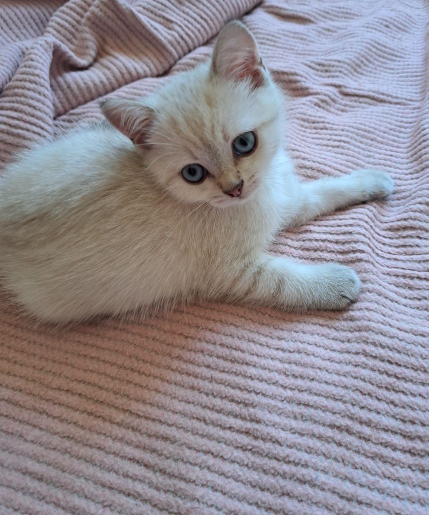 Котенца шотландски/британски