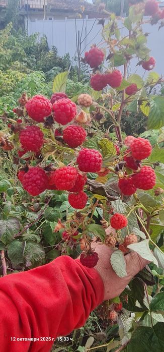 Продавам Био разсад малини сорт Люлин