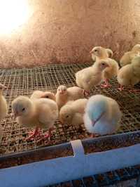 Цыплята бройлеров из белорусского яйца