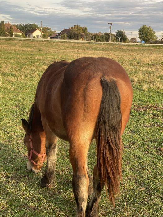 Vand manz de 1 an jumate