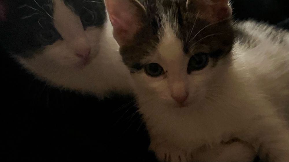 котята бесплатно